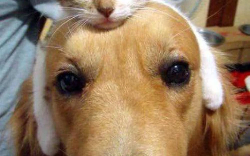 صورة طريفة لشكل من اشكال الصداقة بين كلب وقطة 