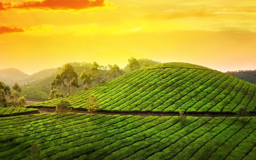 Les lieux touristiques les plus visités de l&#39;État indien du Kerala