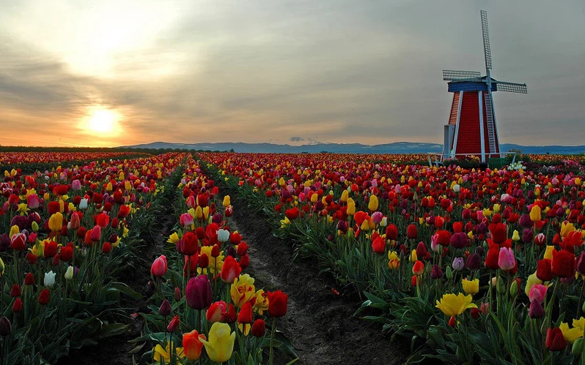 Tulipes aux Pays-Bas .. Peintures au sol
