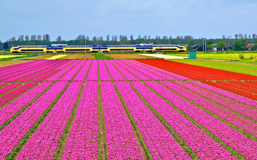 أزهار التوليب في هولندا.. لوحات فنية على الأرض