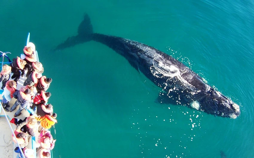 الحيتان في بويرتو مادرين