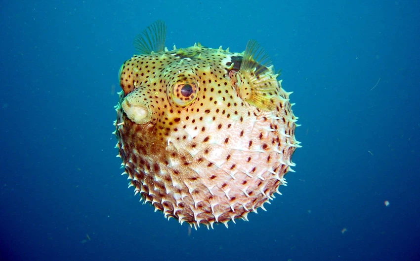 الينفوخ أو السمكة المنتفخة نوع من السمك يستطيع نفخ جسمه مثل البالون.