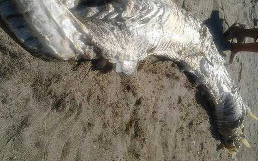 بالصور : العثور على جُثة مخلوق غريب على سواحل إسبانيا