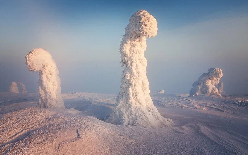 بالصور : حياة قاسية تعيشها الأشجار في الدائرة القطبية الشمالية 