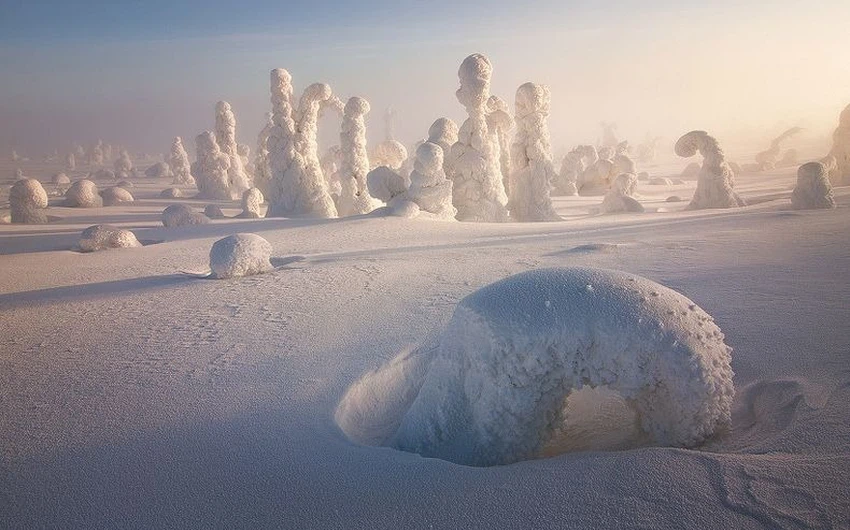 بالصور : حياة قاسية تعيشها الأشجار في الدائرة القطبية الشمالية 