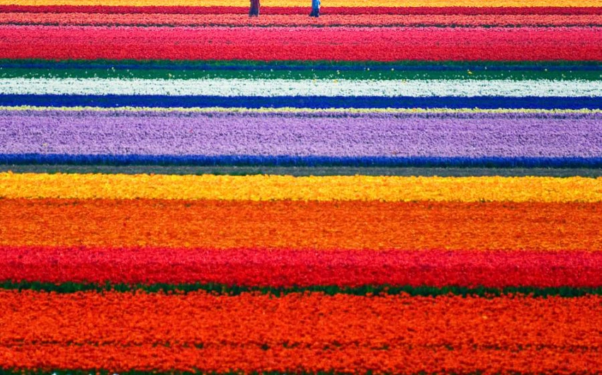 أزهار التوليب في هولندا.. لوحات فنية على الأرض