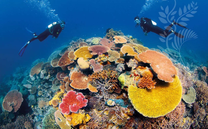  أكبر مجموعة من الشعاب المرجانية في العالم