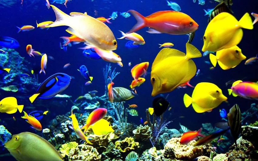 التنوع البيئي للحيد المرجاني العظيم .