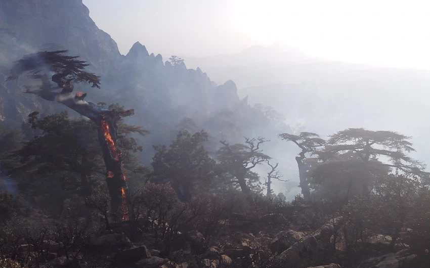 الجزائر | نداء استغاثة  لحماية غابات المداد في ثنية الحد من حرائق الغابات المشتعلة منذ أيام... شاهد الصور