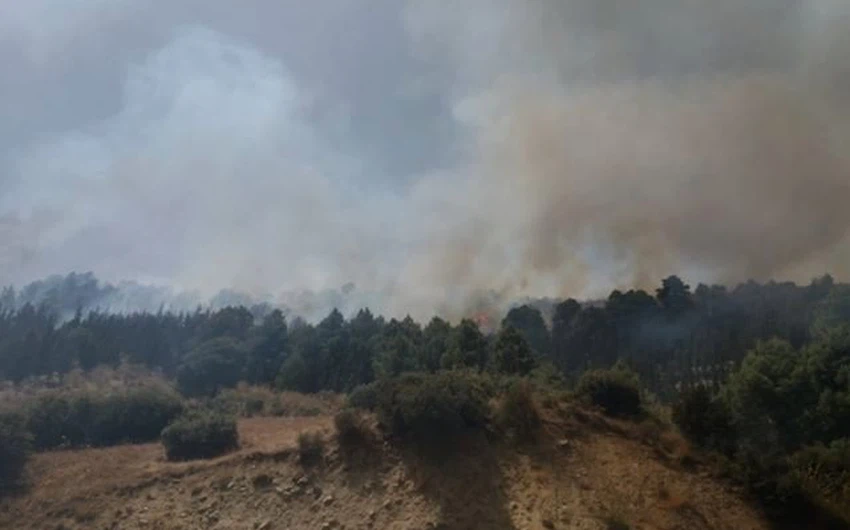 الجزائر | نداء استغاثة  لحماية غابات المداد في ثنية الحد من حرائق الغابات المشتعلة منذ أيام... شاهد الصور