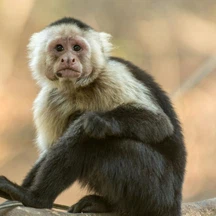 Why is monkeypox called so?