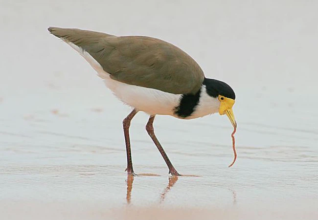 هذه أبرز الحيوانات المهددة بالانقراض في الشرق الأوسط