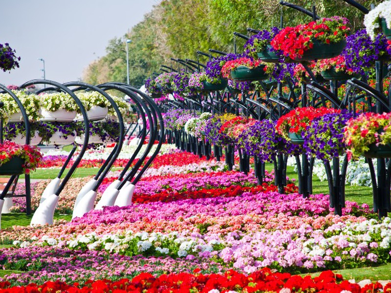 صور م بهرة لـ العين برادايس أجمل حدائق الزهور على مستوى العالم طقس العرب