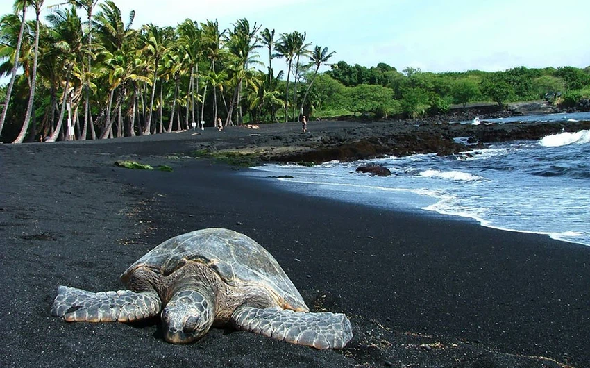شاطئ بونالو ذو الرمال السوداء، هاواي