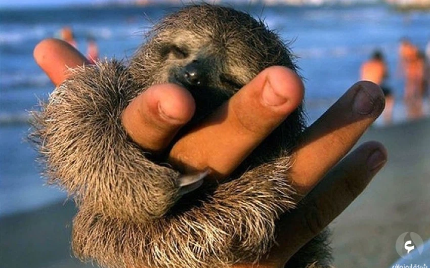 بالصور: حيوانات لا يتعدى حجمها أصابع اليد "سبحان الله" 
