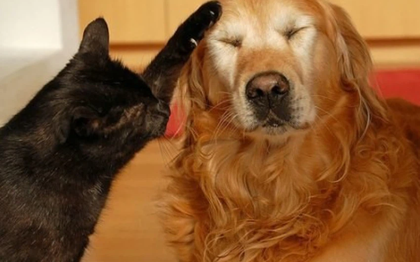 حتى القطط والكلاب تعرف الصداقة