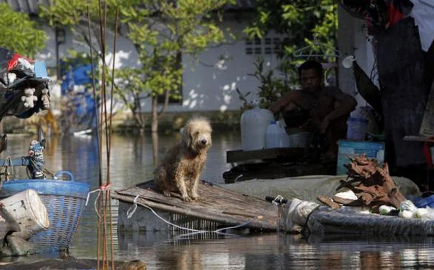 بالصور: معاناة الحيوانات في مواجهة الفيضانات