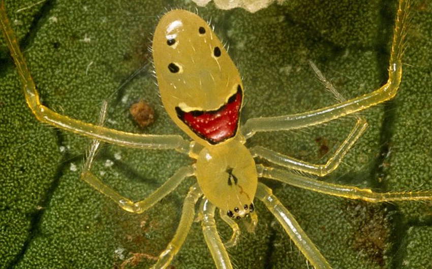 بالصور : تعرف على عنكبوت الوجه السعيد 