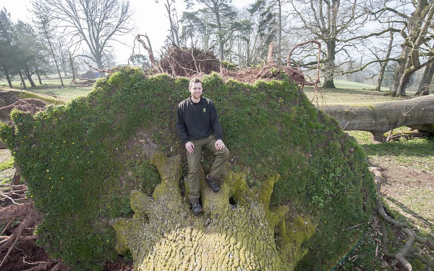 بالصور: عندما تتساقط الأشجار المعمرة في بريطانيا .. شاهد الكارثة  