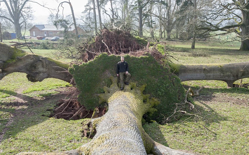 In pictures: When perennial trees fall in Britain, watch the disaster