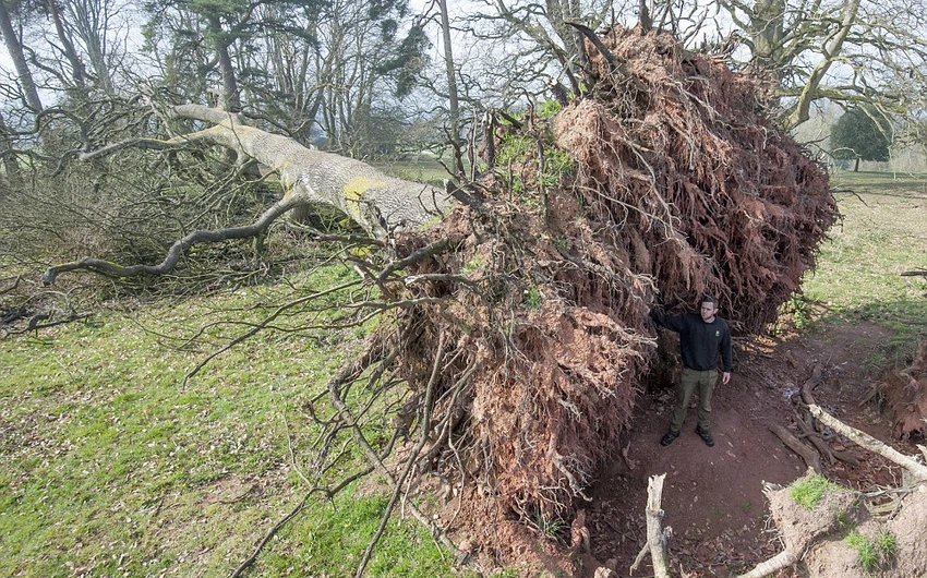 En images : Quand des arbres vivaces tombent en Grande-Bretagne, regardez la catastrophe