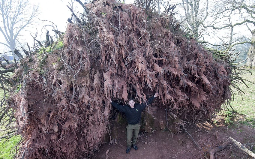 تسببت الرياح الشديدة التي ضربت بريطانيا  بإقتلاع أكبر الأشجار المعمرة في بريطانيا