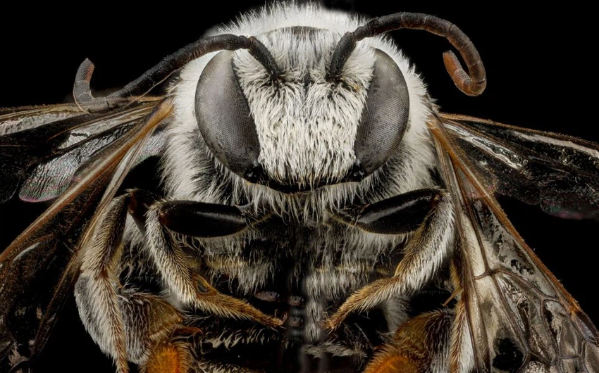 جمال لا يُصدق ! صور مُذهلة تكشف عن مدى تعقيد و اختلاف كُل نحلة عن الأخرى!
