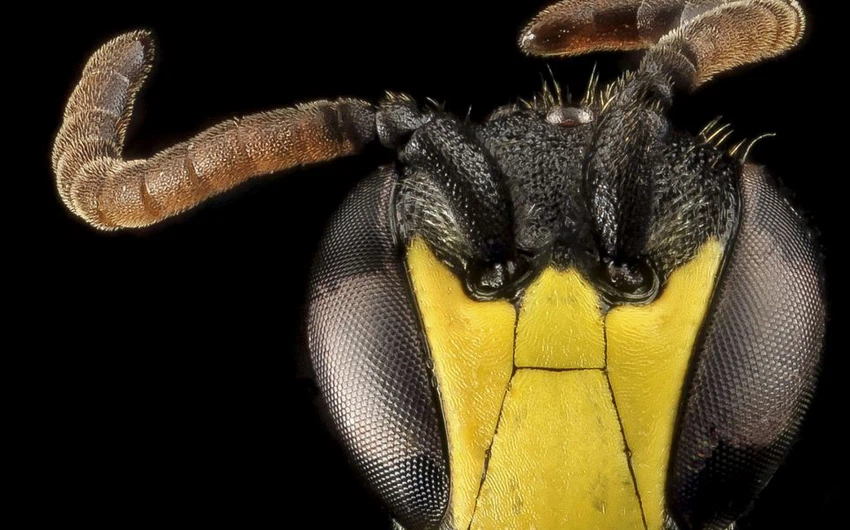 جمال لا يُصدق ! صور مُذهلة تكشف عن مدى تعقيد و اختلاف كُل نحلة عن الأخرى!