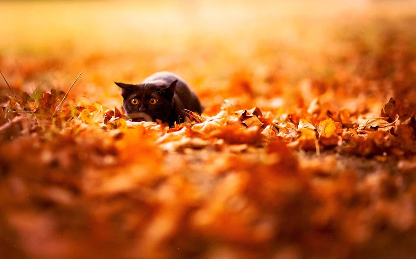 قط يختبئ بين أوراق الخريف