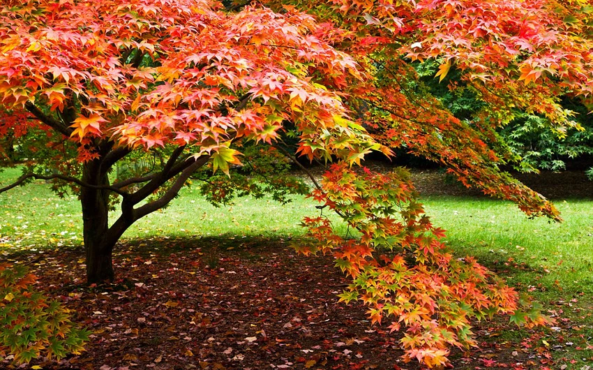 بالصور.. سحر الخريف يزين بريطانيا