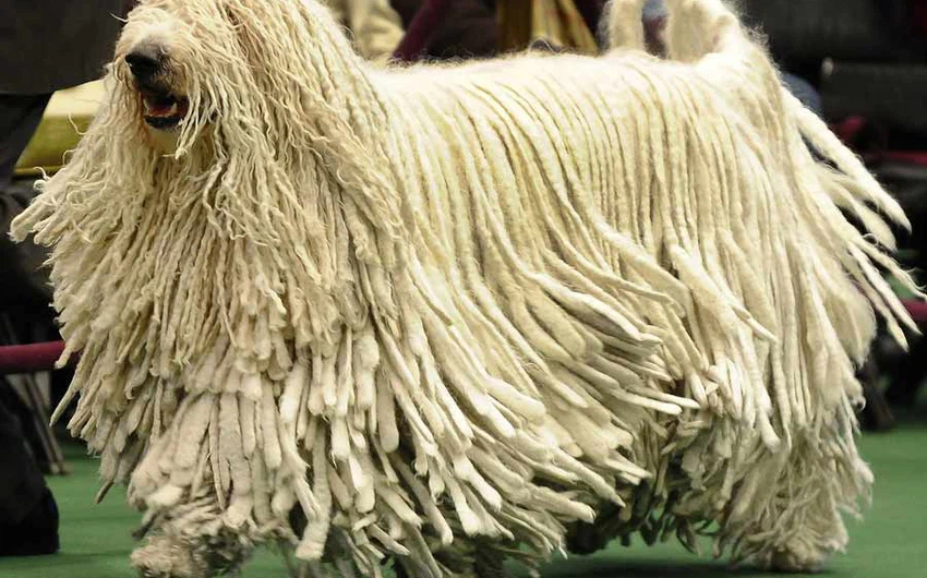 كلب برجاماسكو الراعي: تعيش في جبال الألب المتجمدة