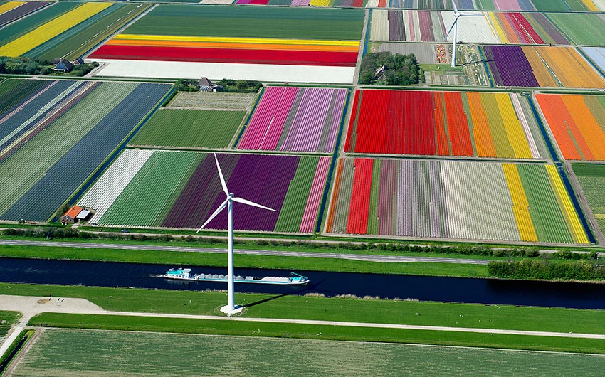 أزهار التوليب في هولندا