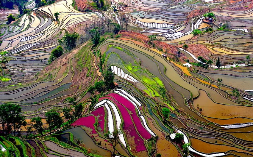 مزارع الرز في الصين