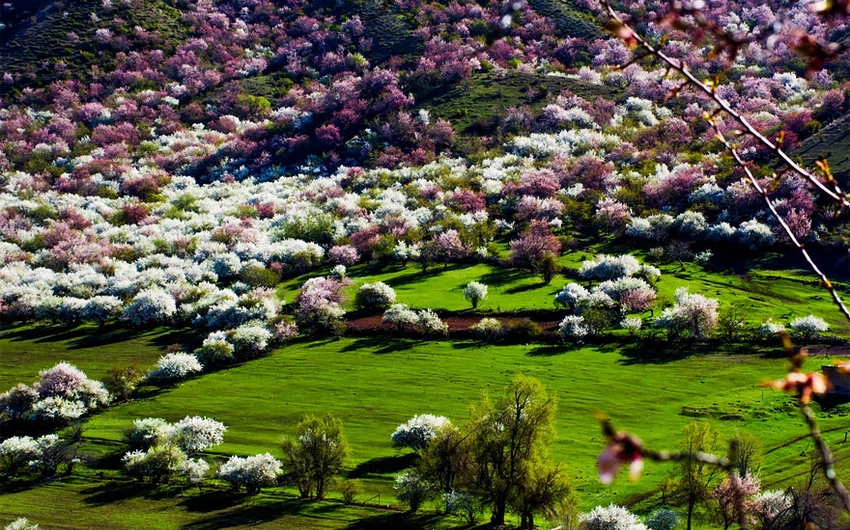 أزهار المشمش الساحرة في الصين.. مشاهد ستدهشك