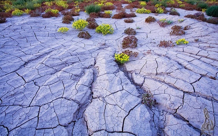بالصور صحراء كولورادو القاحلة الجافة تتحول لمساحة واسعة من الزهور زاهية الألوان 