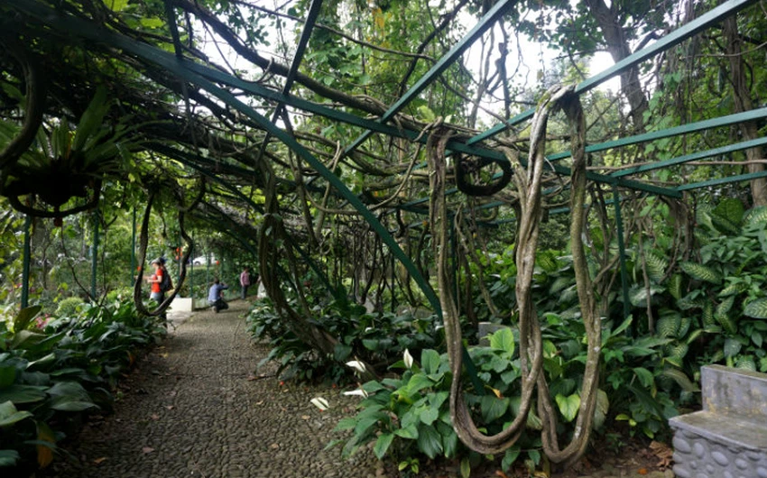 حدائق بوغور النباتية.. المفر الهادئ من جاكرتا المزدحمة