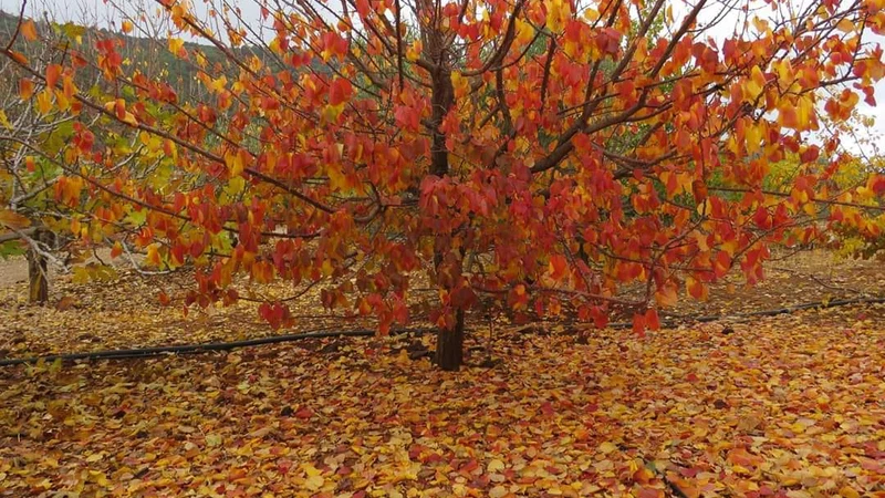 دبين - عجلون