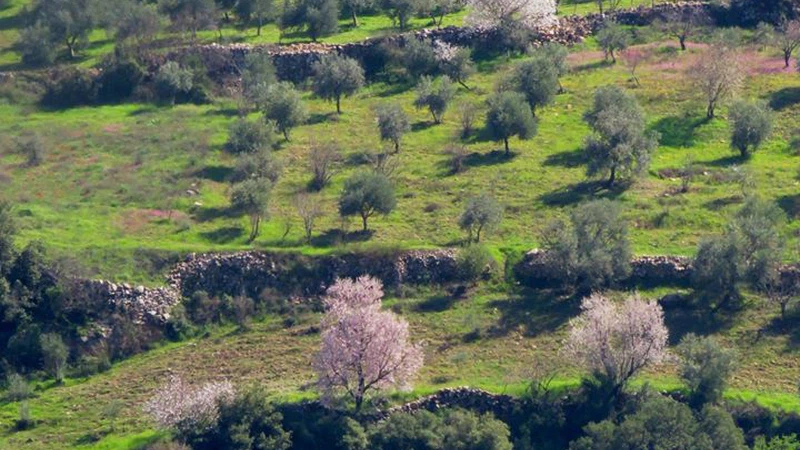 غابات برقش - إربد