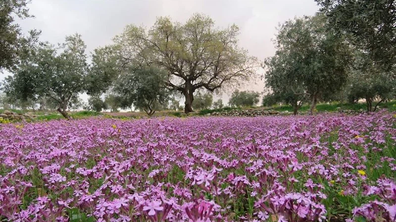 كفر راكب - إربد
