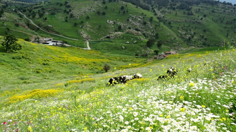 لواء الكورة - محافظة إربد