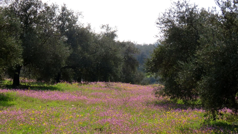 متنزه قرية الشعة - سحم الكفارات