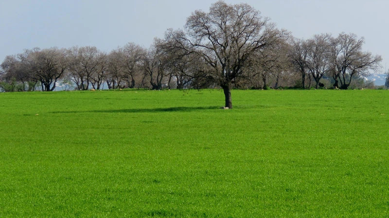 منتزه العشة - إربد