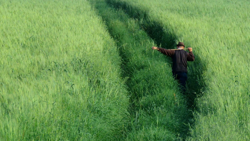 حقول القمح والشعير غرب أم قيس