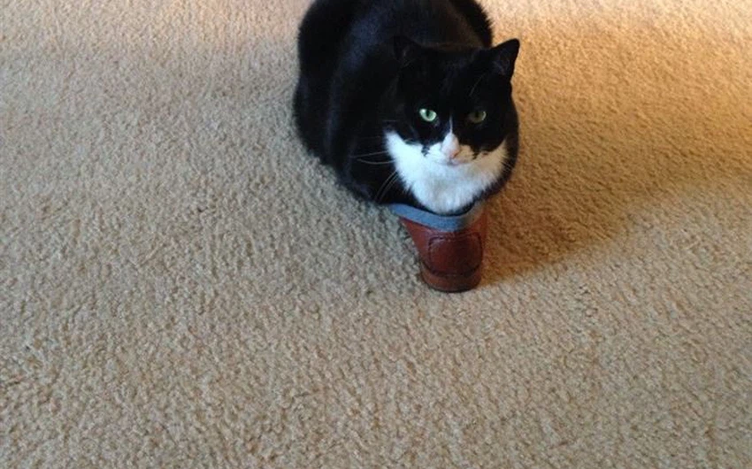 قطة فضلت الجلوس في حذاء مالكها 