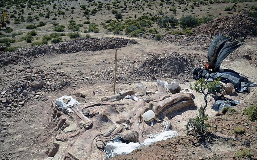 بالصور: علماء يكتشفون حفريات لأحد أكبر ديناصورات العالم بالأرجنتين