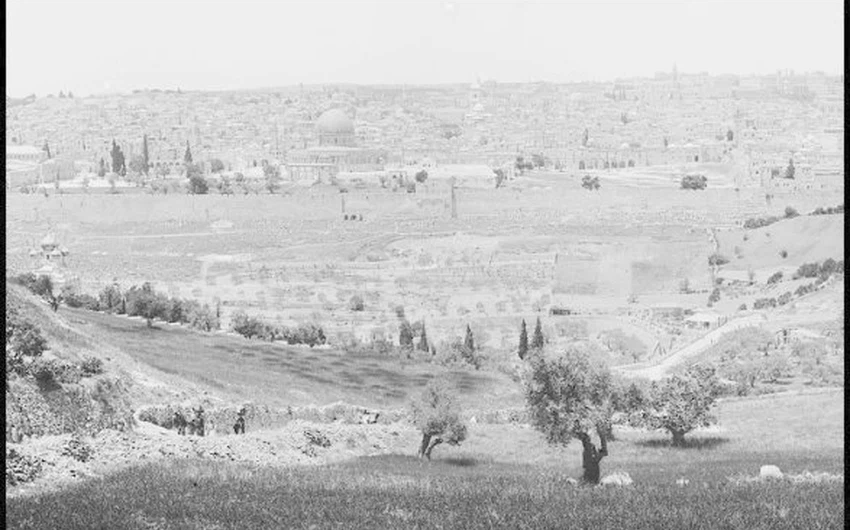 حقول القمح والزيتون قرب القدس