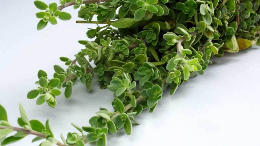 فوائد البردقوش للرجال معروفة على الشبكة الطبية