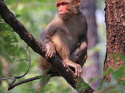 الحدائق الوطنية في موريشيوس.. بيئة وسياحة