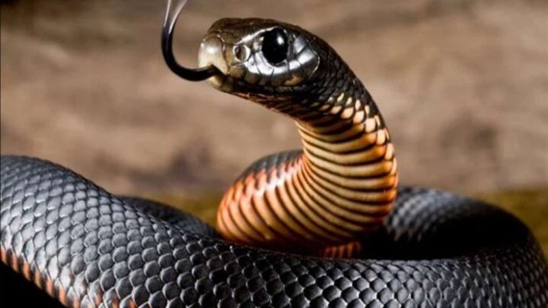 الأردن: مع ارتفاع الحرارة: هذه أخطر الأفاعي السامة في المملكة… تعرّفوا عليها | عرب تايم الأردن: مع ارتفاع الحرارة: هذه أخطر الأفاعي السامة في المملكة… تعرّفوا عليها | عرب تايم