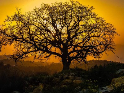 The month of August in the collective heritage of the Arab East